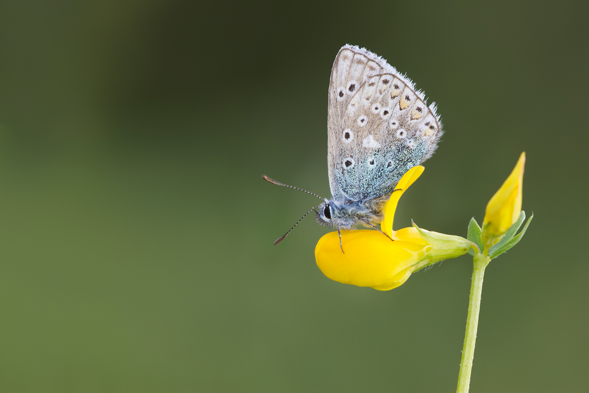 Common Blue 6